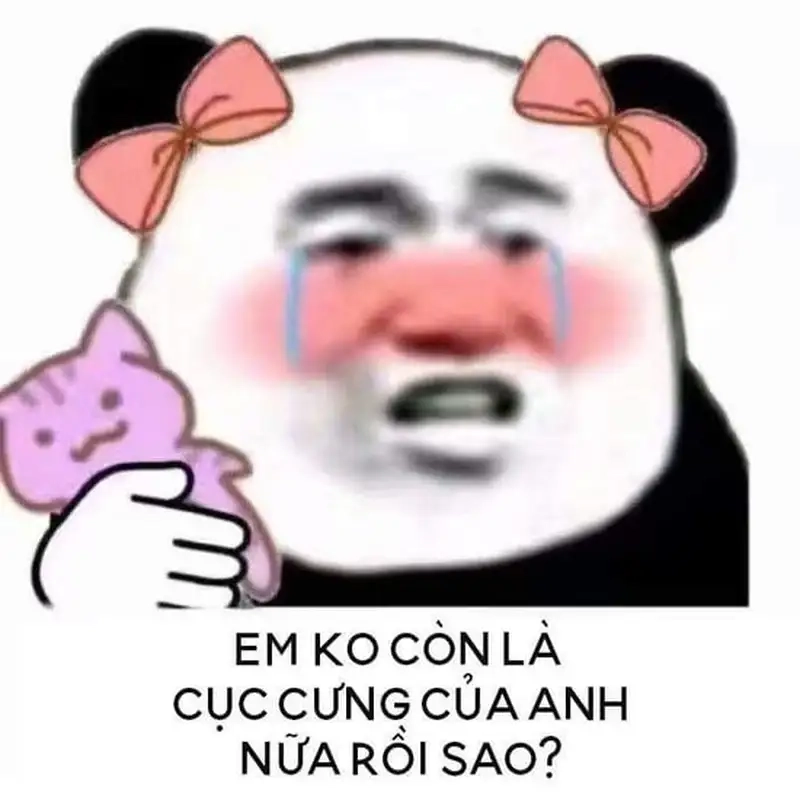 Meme mèo đau khổ làm mọi người không thể không thương