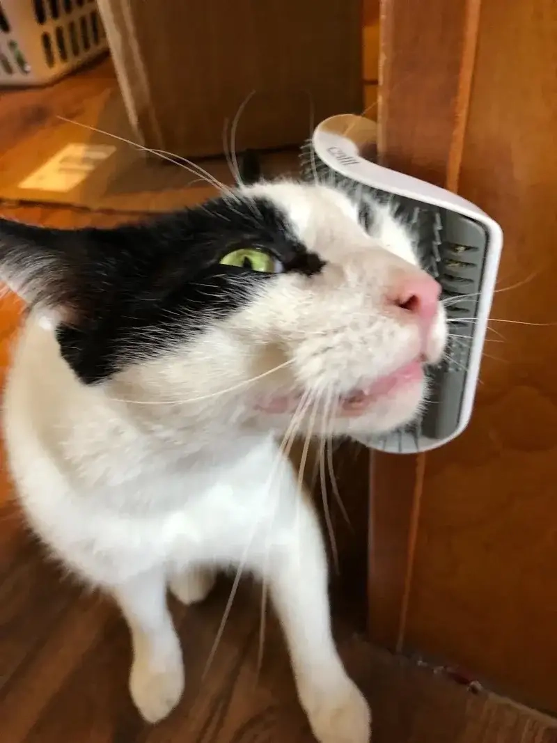 Ảnh meme mèo hoảng hốt khiến dân mạng thích thú