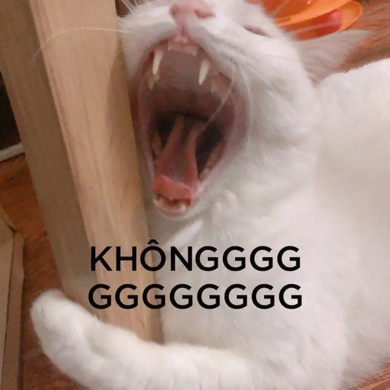 Khám phá meme mặt hoảng hốt cười nghiêng ngả