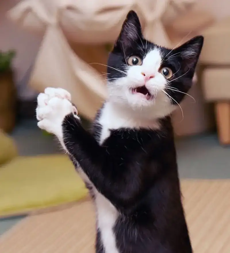 Meme mặt ngu khiến ai xem cũng bật cười ngơ ngác
