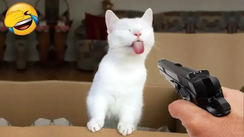 Meme lêu lêu là như thế nào vui nhộn nhất