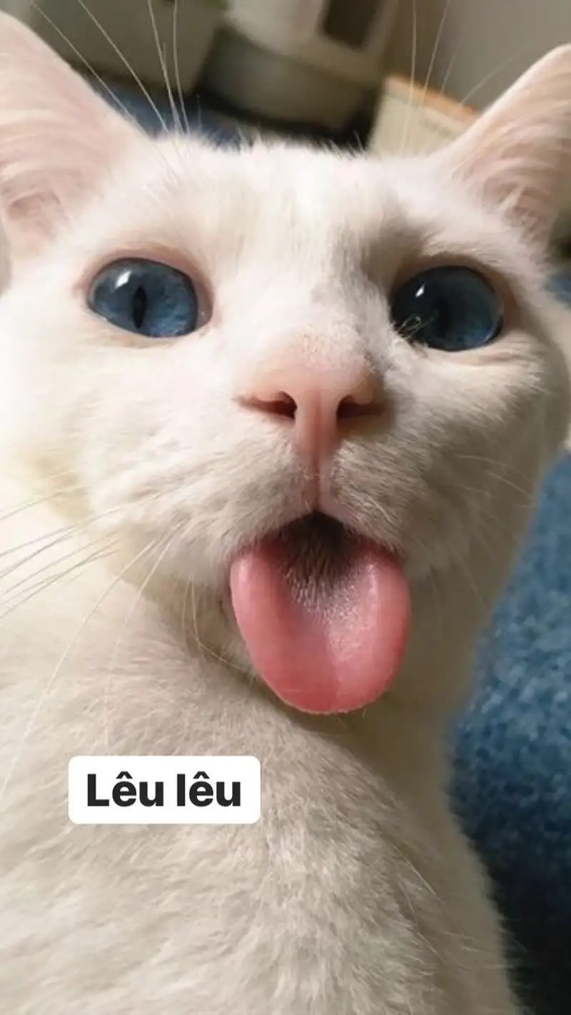 Cười sảng khoái với không sợ không sợ lêu lêu meme