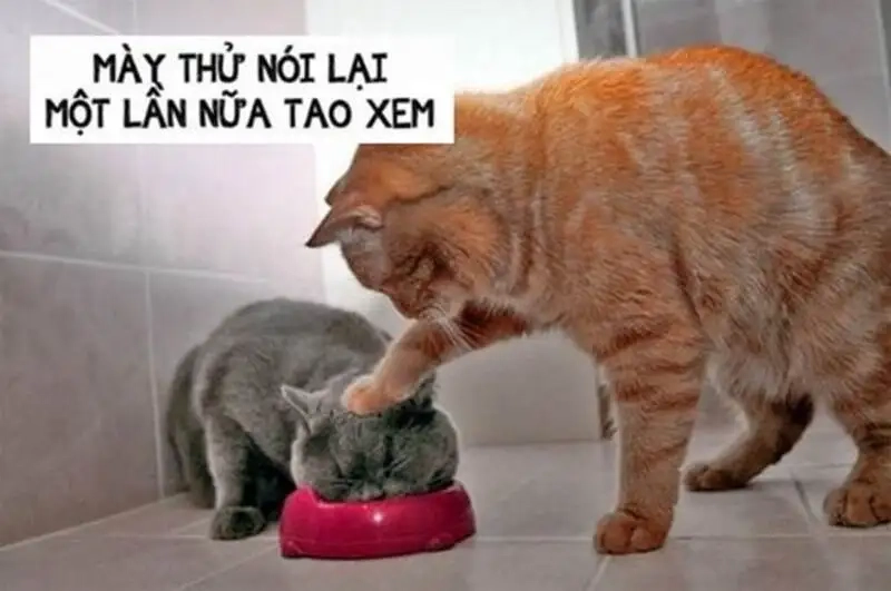 Meme mèo đánh lộn gây cười cực mạnh