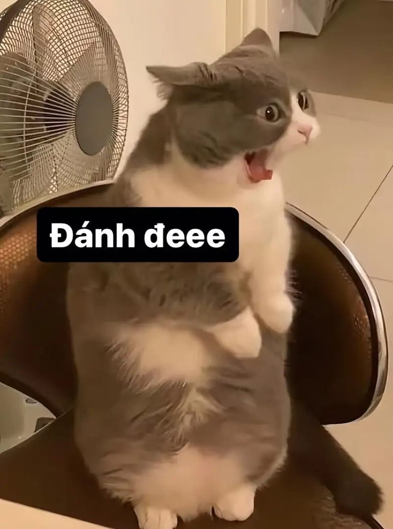 Meme 2 con mèo đánh nhau siêu hài và thú vị