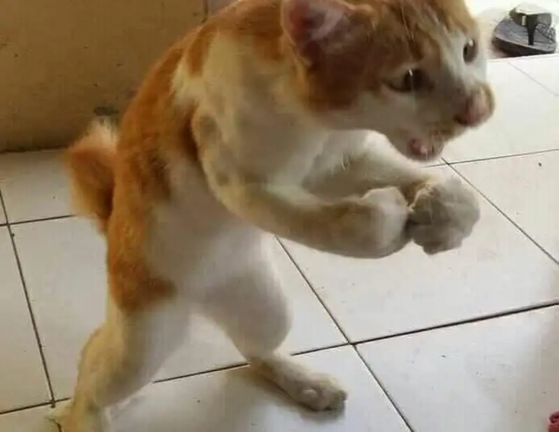 Đánh meme vui nhộn khiến ai cũng bật cười