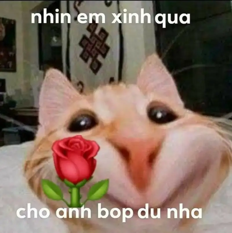 meme mèo tặng hoa tặng em bông hoa ngọt ngào