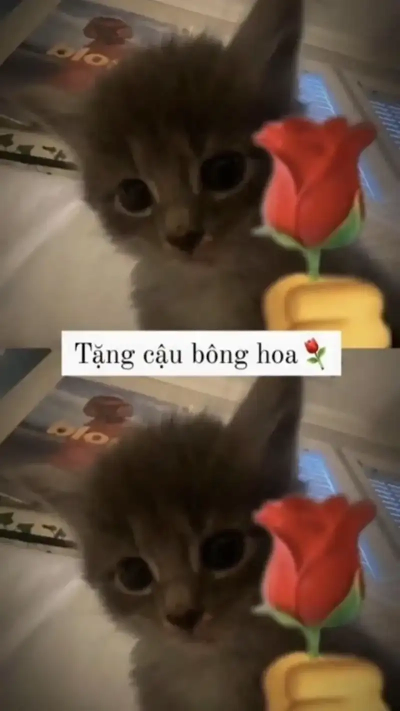 meme mèo tặng hoa cute khiến lòng ấm áp