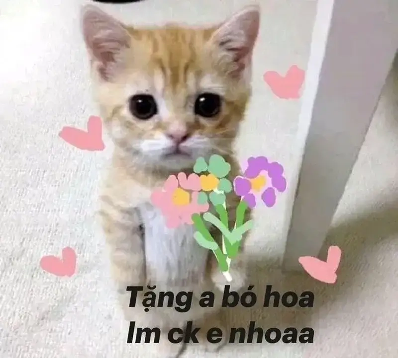 meme mèo tặng hoa khiến ai cũng bật cười