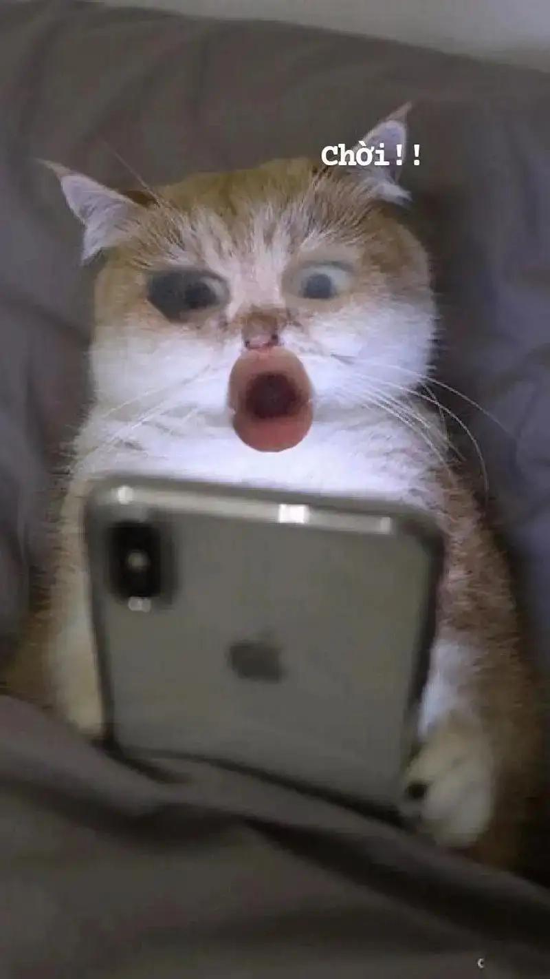 Meme ngạc nhiên tạo cảm giác thú vị meme sốc
