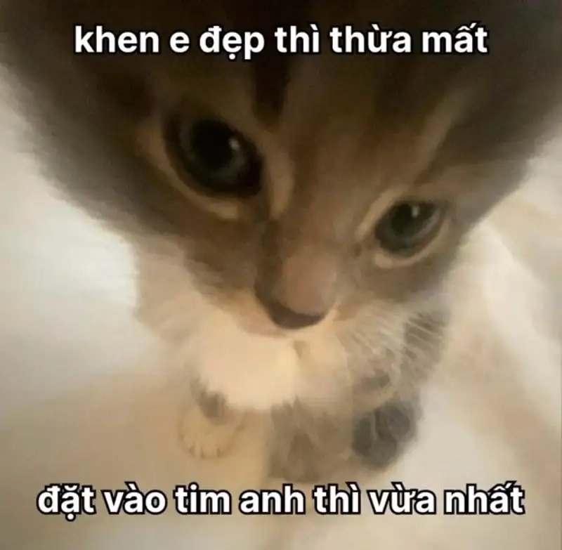 Đốn tim cư dân mạng bằng meme mèo thả thính