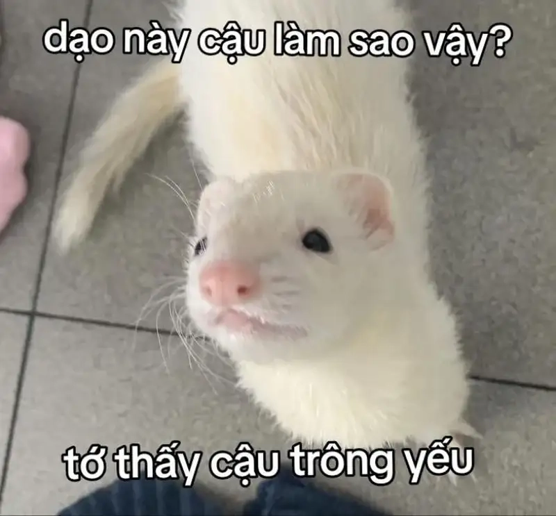 Đừng bỏ lỡ loạt meme thả thính cực vui