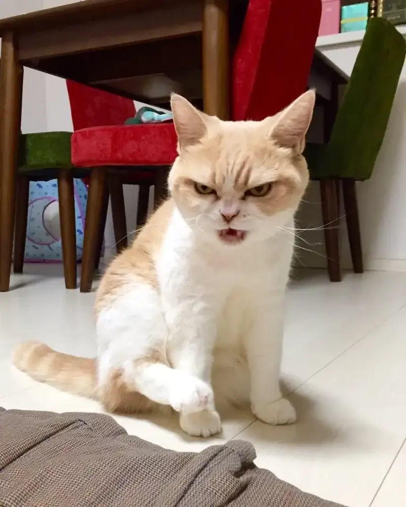 Chia sẻ meme cục súc cực chất trên mạng xã hội