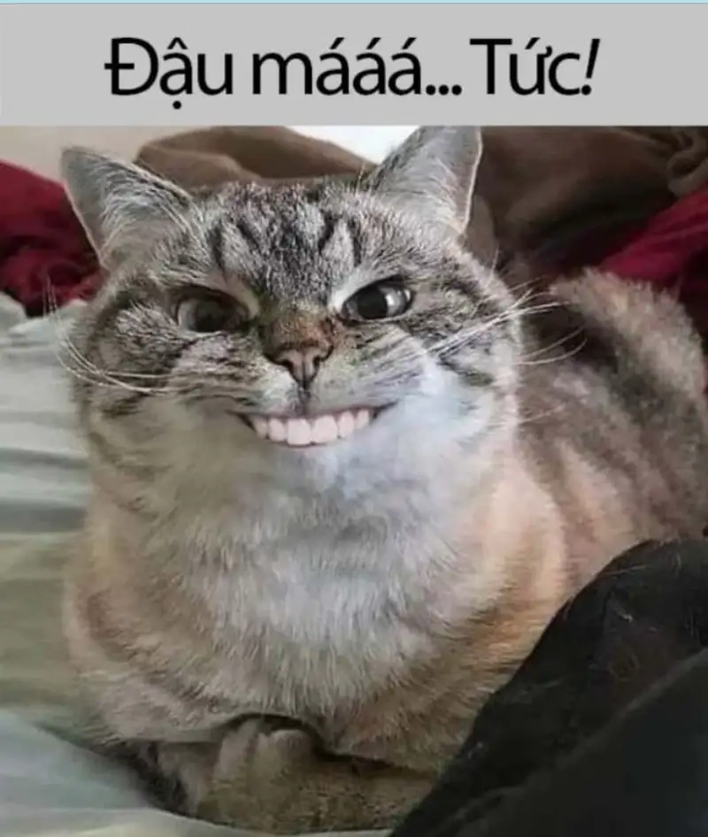 Chia sẻ meme cục súc bá đạo gây cười