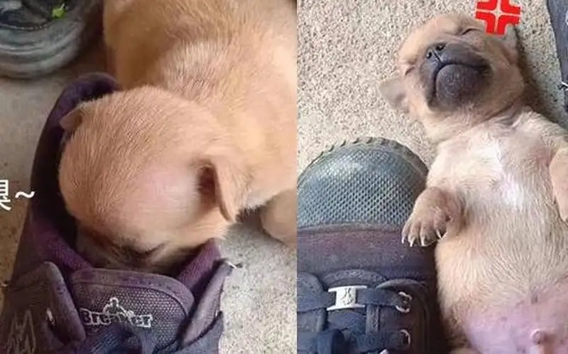 Khám phá ngay loạt ảnh meme xĩu ngang