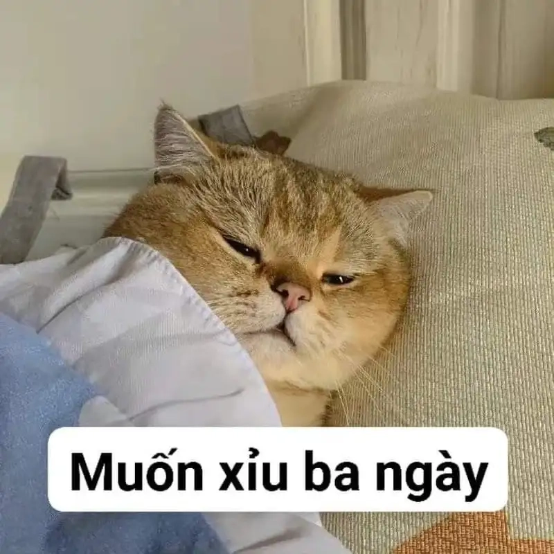 Thả tim ngay với bộ meme dễ thương xỉu