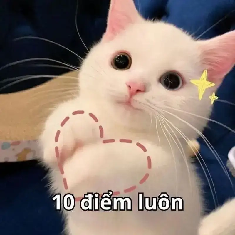 Meme yêu đời tích cực khiến mọi khoảnh khắc đáng yêu