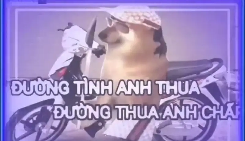 Xem meme Cheems ảnh mèo cầm phóng lợn vui nhộn cực kỳ