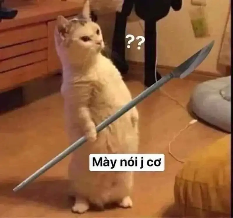 Xem ngay meme mèo cầm dao phóng lợn khiến bạn bật cười