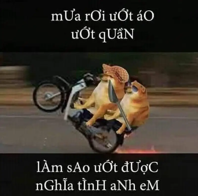 Khám phá ảnh phóng lợn meme cực hài cho mạng xã hội