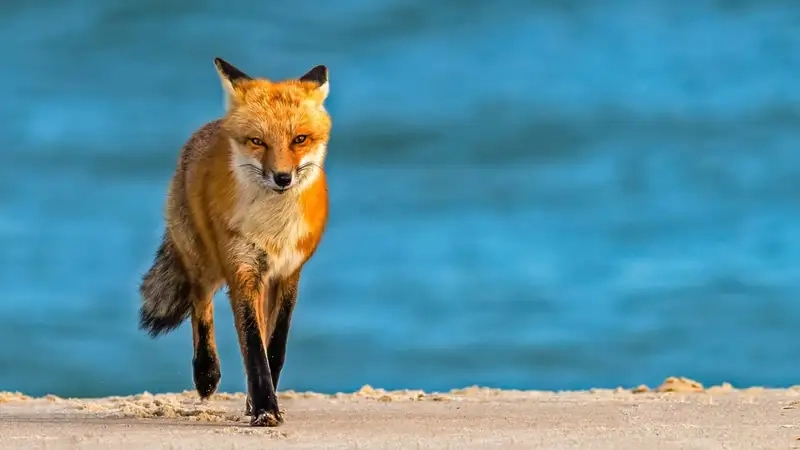 Sưu tập hình avatar con cáo cute đáng yêu siêu xinh