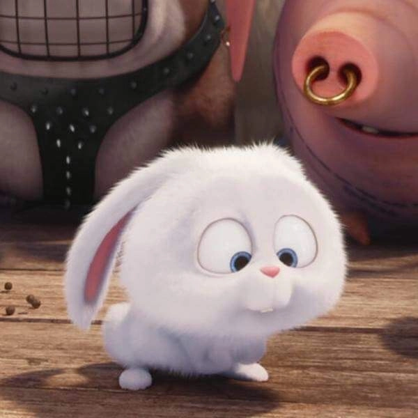 Avatar thỏ trắng dịu dàng cho mọi phong cách