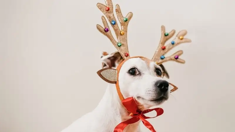 Tìm ngay ảnh avatar giáng sinh cute cho profile