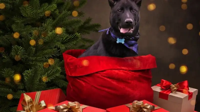 Khám phá bộ sưu tập avatar giáng sinh cực đẹp