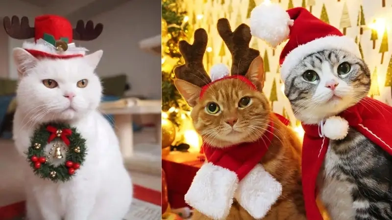 Trọn bộ ảnh avatar noel cực chất cho mùa đông