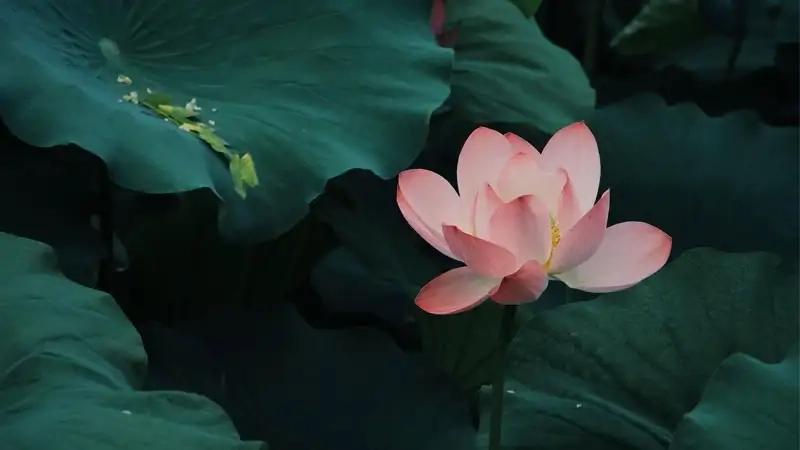 Ngọt ngào và dịu dàng cùng avatar hoa sen hồng