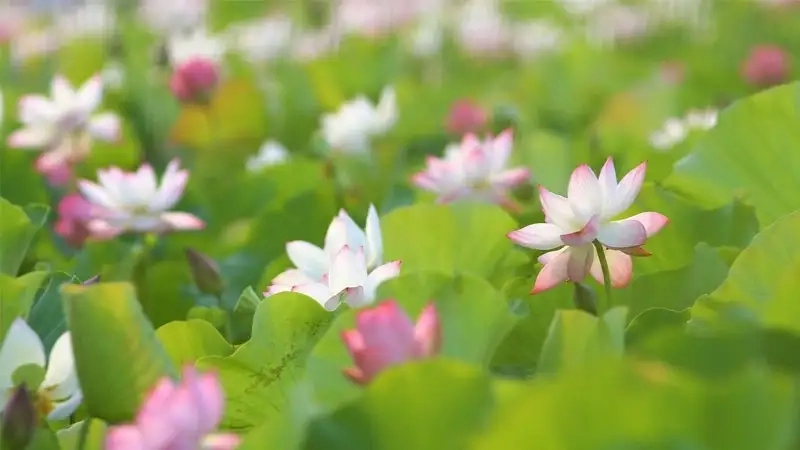 Tinh hoa Á Đông hiện lên qua hoa sen avatar