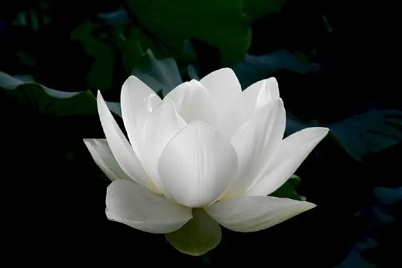 Trang trọng với avatar đám tang lễ hoa sen đen
