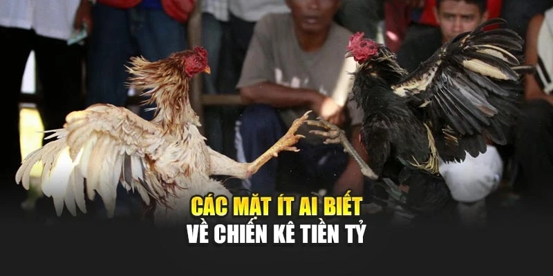 Đá gà 89bet - Thông tin cần biết về chiến kê tiền tỷ