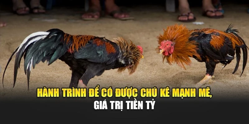 Hành trình để có được chú kê mạnh mẽ, giá trị tiền tỷ