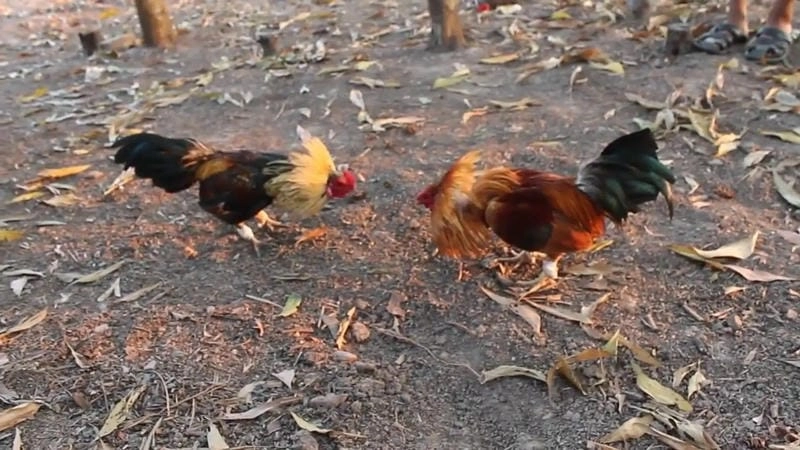 Chế độ dinh dưỡng tối ưu hóa sức mạnh chiến kê