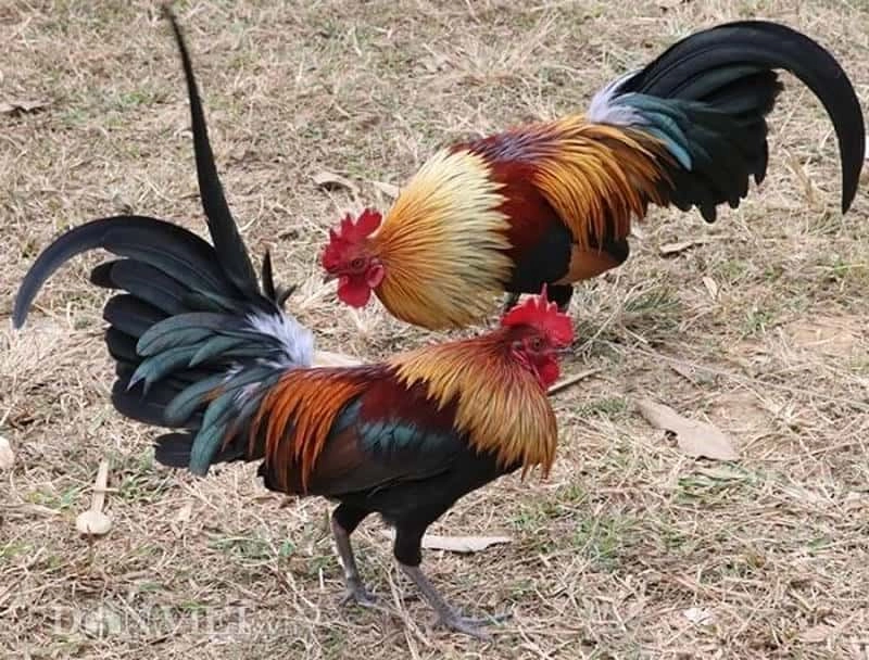 Phương pháp tập luyện nâng cao kỹ năng đá cựa