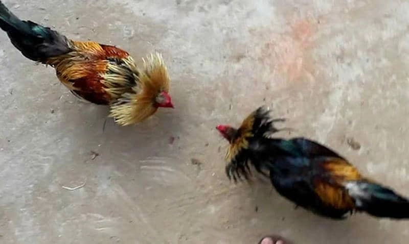 Kinh nghiệm từ cao thủ đạt đỉnh cao DAGA