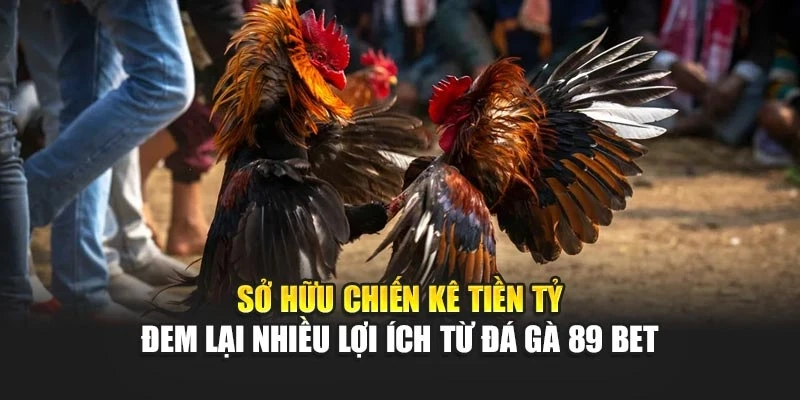 Sở hữu chiến kê tiền tỷ đem lại nhiều lợi ích từ đá gà 89bet
