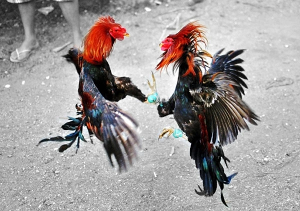 Huấn luyện chiến kê – Hành trình biến gà thường thành “võ sĩ đường phố”