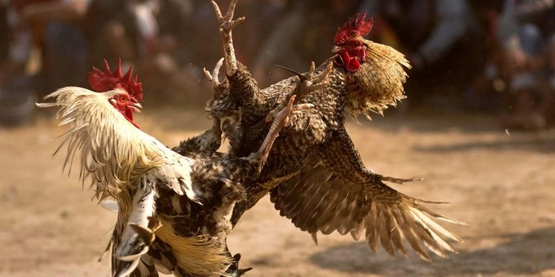 Trải nghiệm công nghệ Live HD – Mỗi khung hình là một nhịp tim hồi hộp