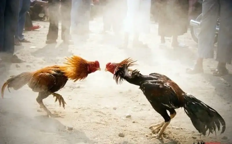 Đặc điểm nhận biết gà cựa sắt dễ thắng trận