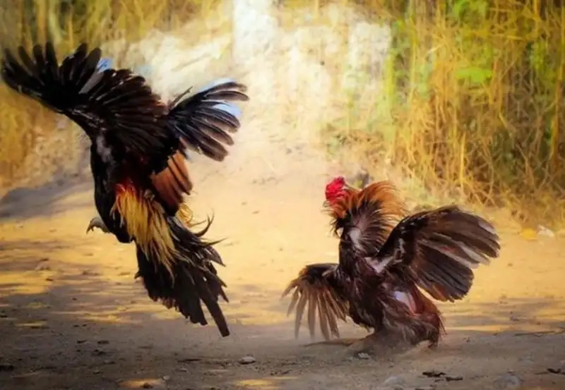 Những lưu ý quan trọng khi xem đá gà online