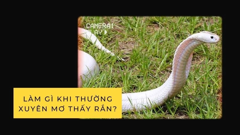 Làm gì khi thường xuyên mơ thấy rắn?