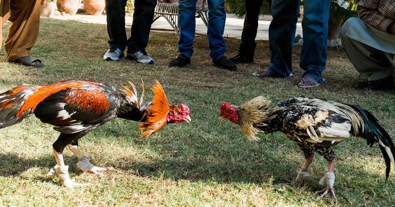 Phân Tích Hành Vi Gà Để Dự Đoán Kèo Chính Xác 