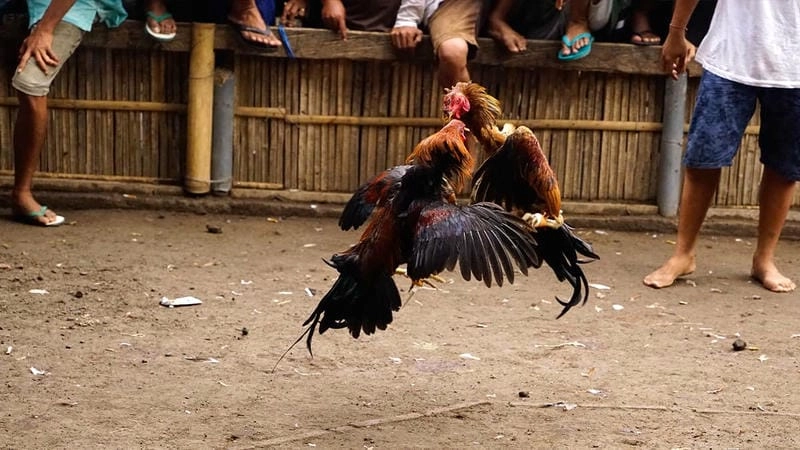 Chiến Lược Cá Cược Thông Minh Từ Sư Kê Chuyên Nghiệp