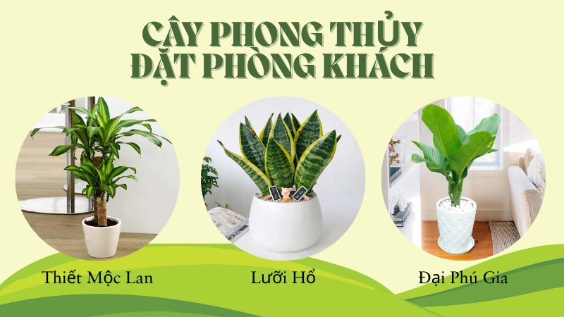 Cây thiết mộc lan phong thủy đặt phòng khách sang trọng