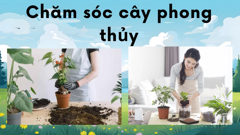 Kỹ thuật chăm sóc cây xanh giúp duy trì năng lượng tốt