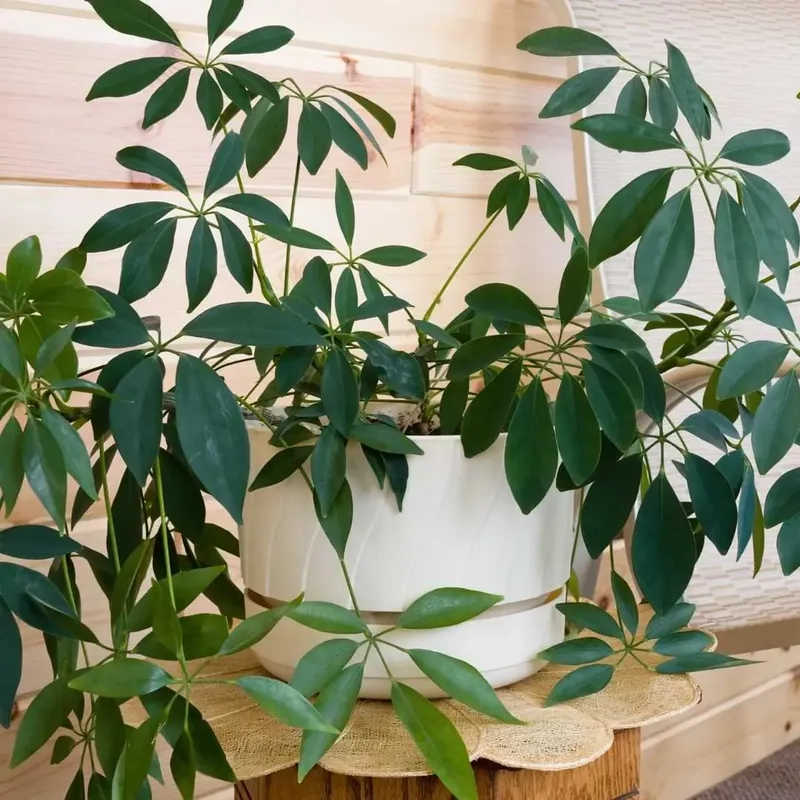 Cây cảnh để trong nhà phong thủy tốt