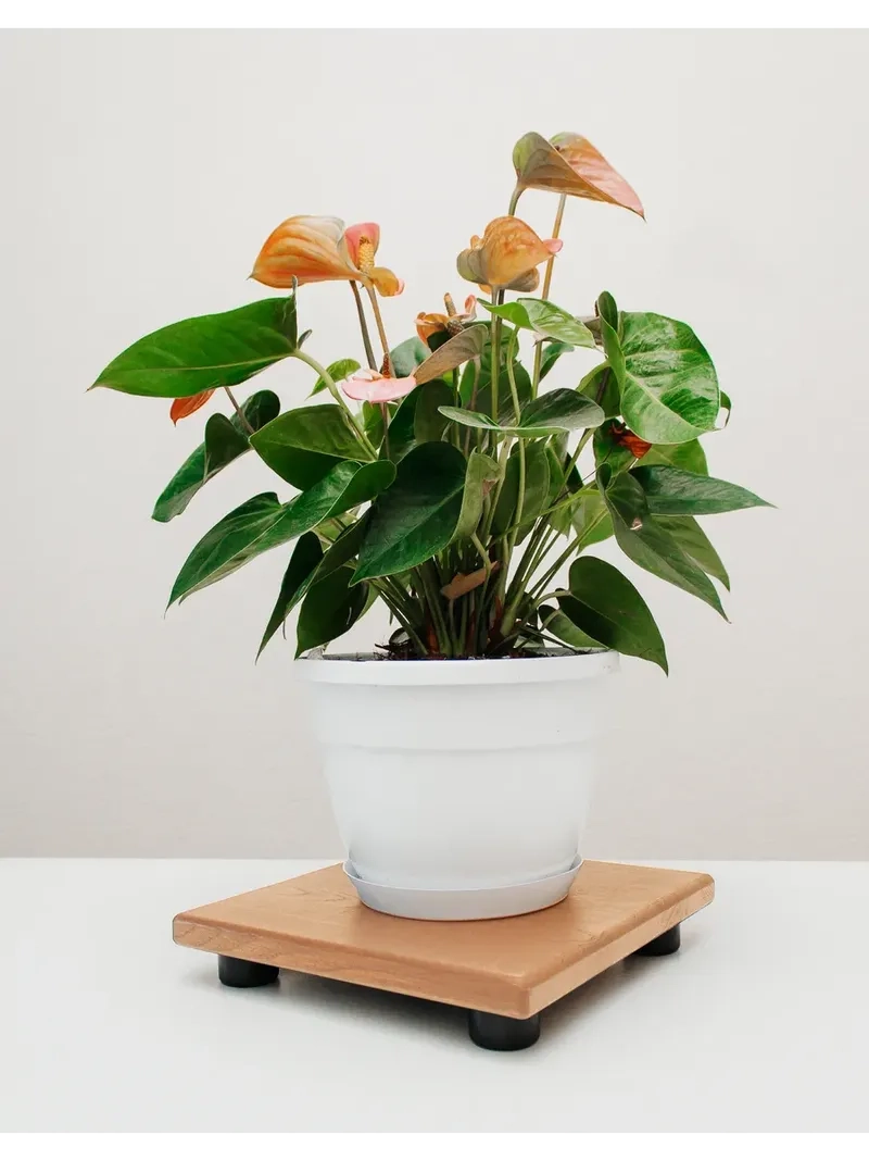 Lựa chọn cây phong thủy để bàn đẹp