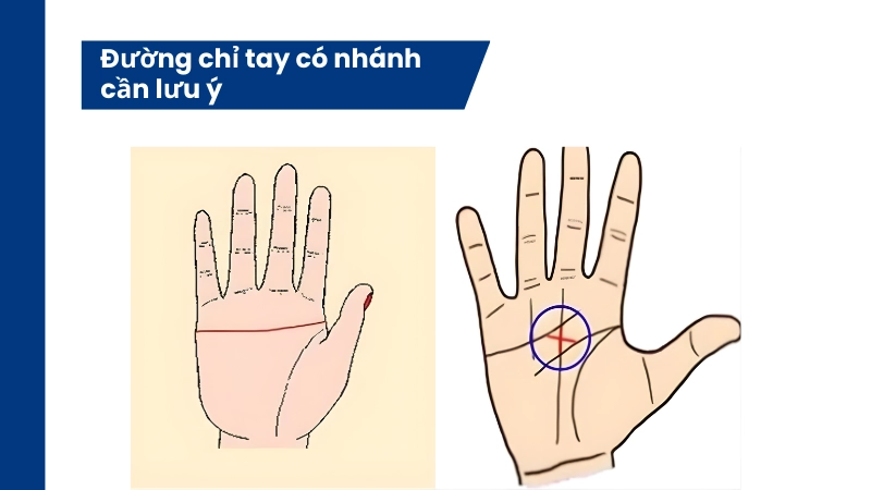 Đường chỉ tay hình nhánh cảnh báo