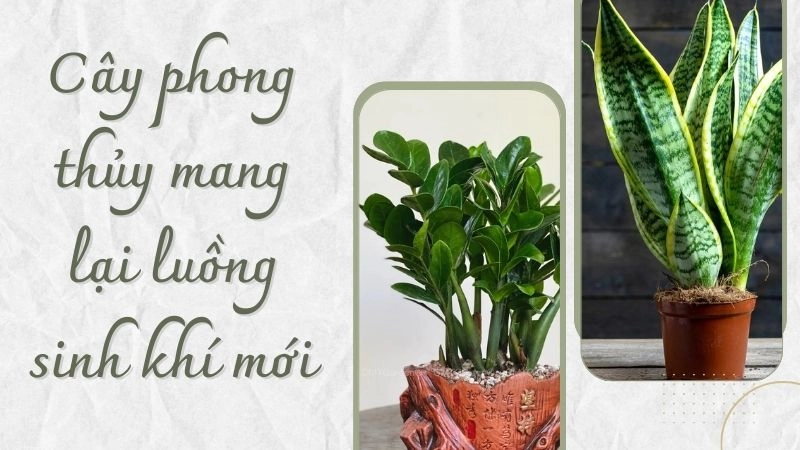 Cây phong thủy mang lại luồng sinh khí mới
